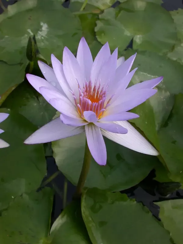 Blue Beauty - Day Blooming Tropical Lily