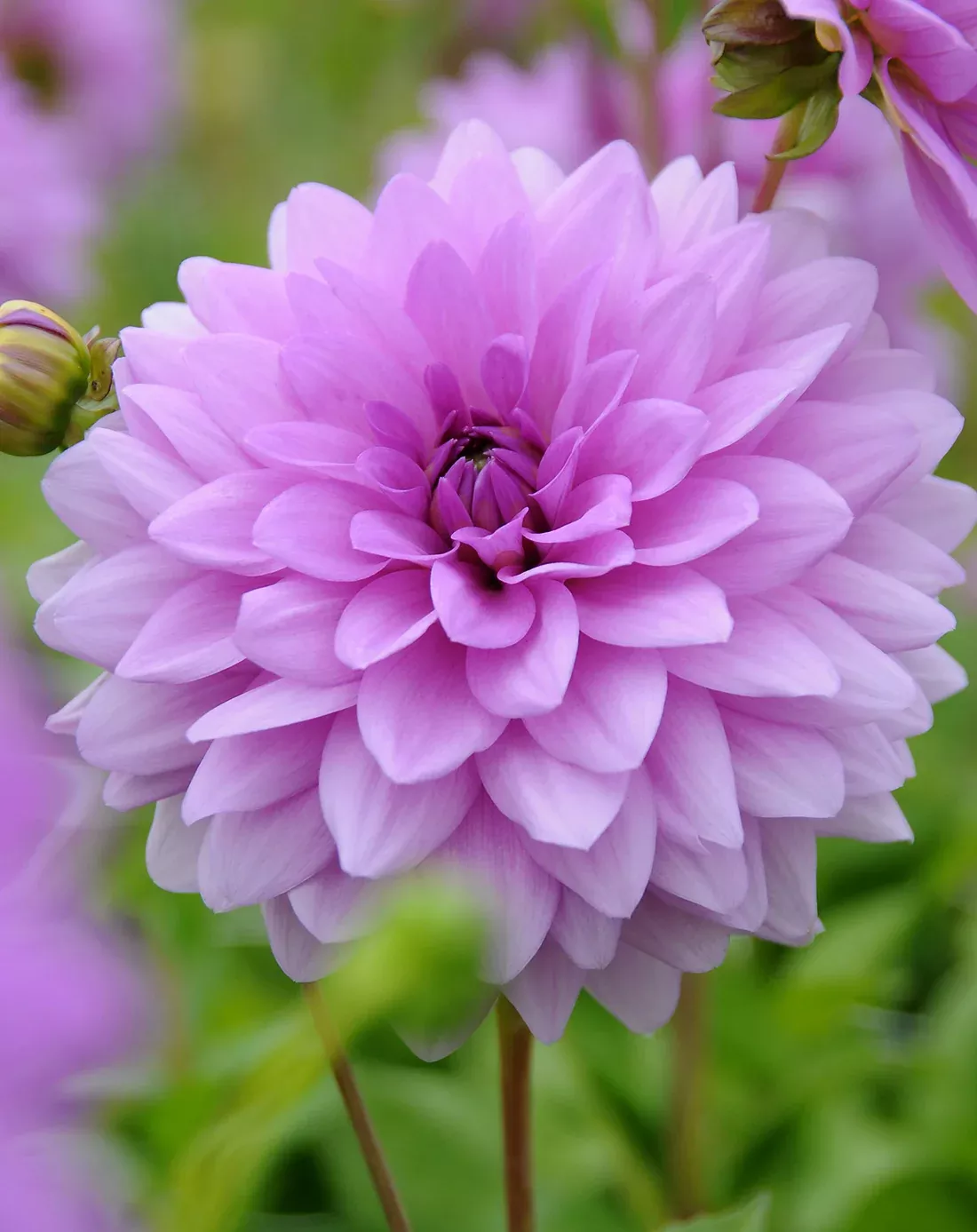 Blue Boy Decorative Dahlia - 3 root divisions