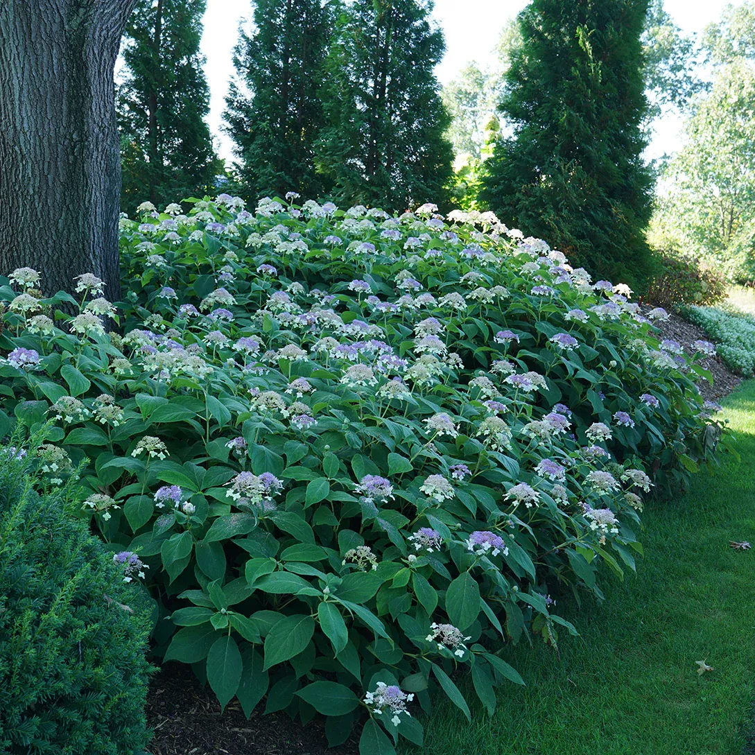 Blue Bunny™ Bracted Hydrangea – DISCONTINUED