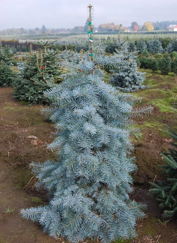 Blue Cloak White Fir