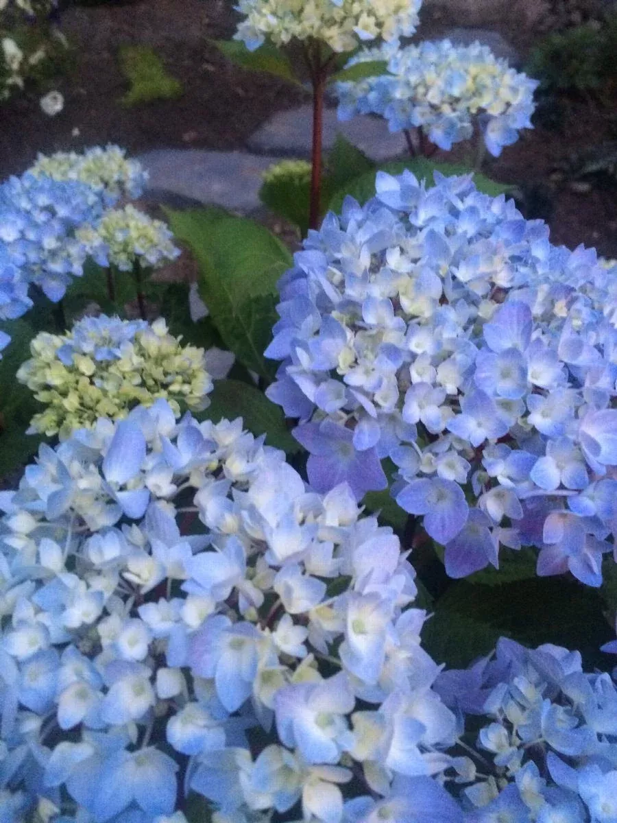 Blue Enchantress Hydrangea