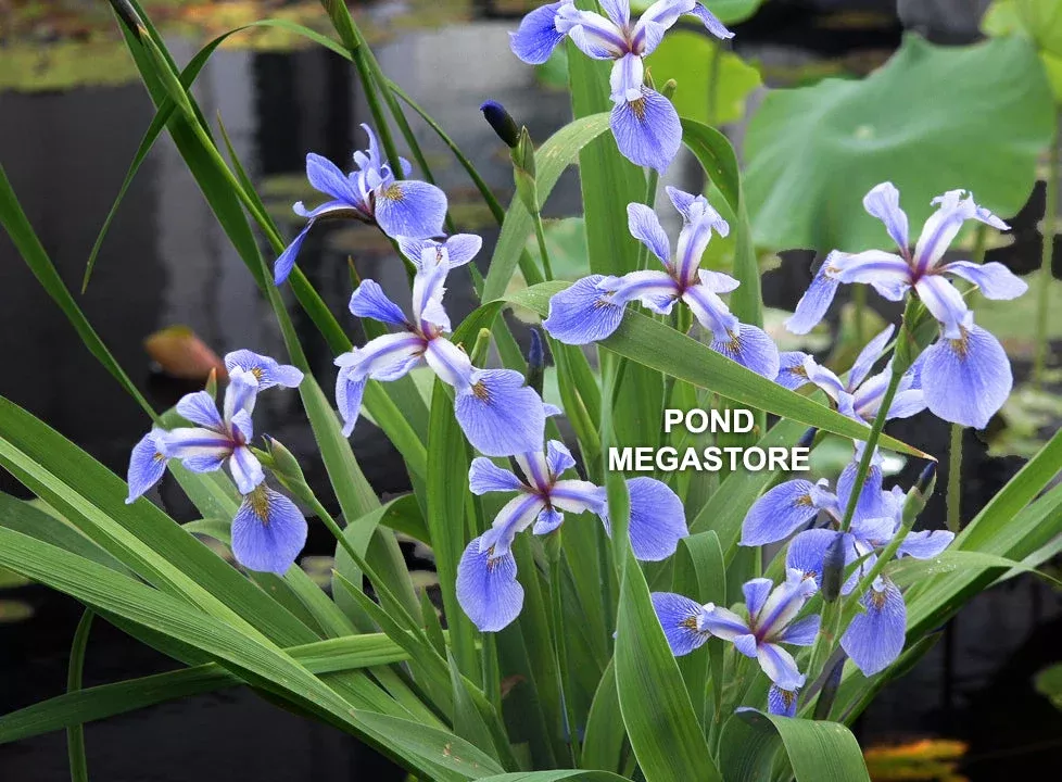 Blue Flag Iris, Native Pond PlantsAvailable most of the year.