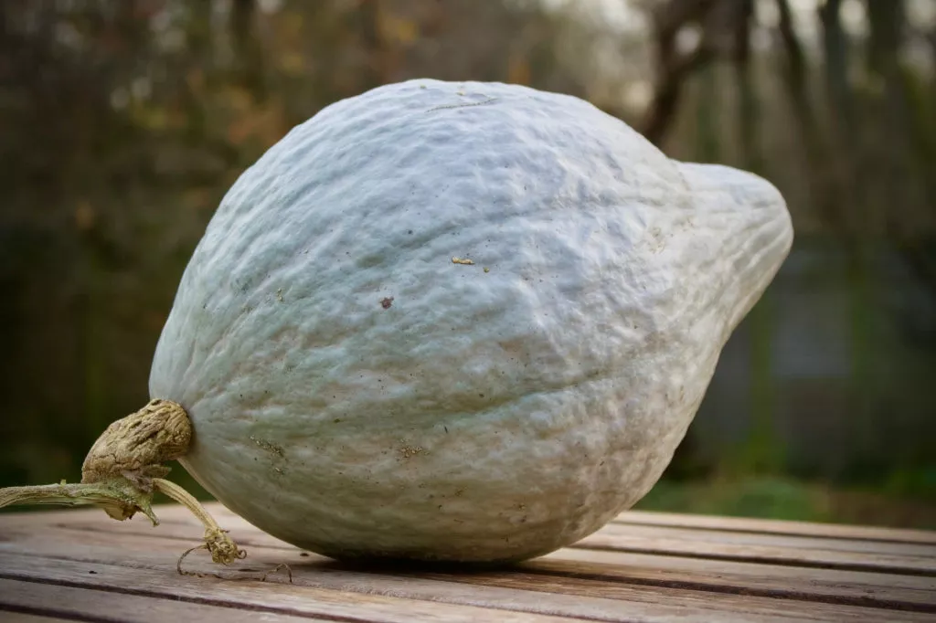 BLUE HUBBARD Gourds