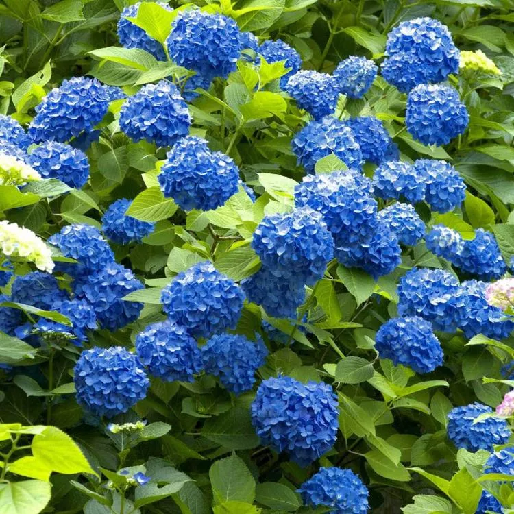 Blue Hydrangea Shrub