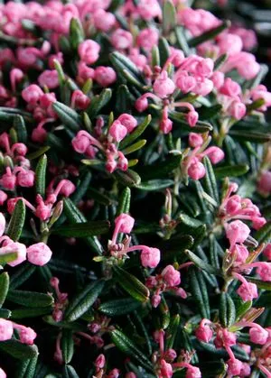 Blue Ice Bog Rosemary