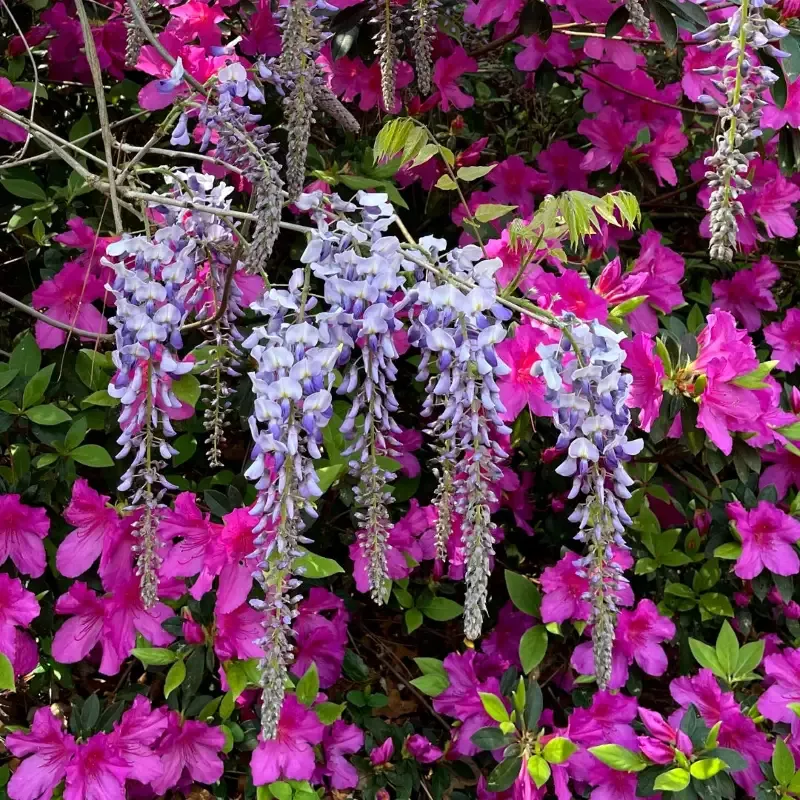 ‘Blue Moon’ Wisteria