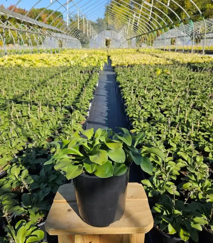‘Blue Mouse Ears’ Hosta