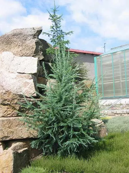 Blue Rabbit Japanese Larch