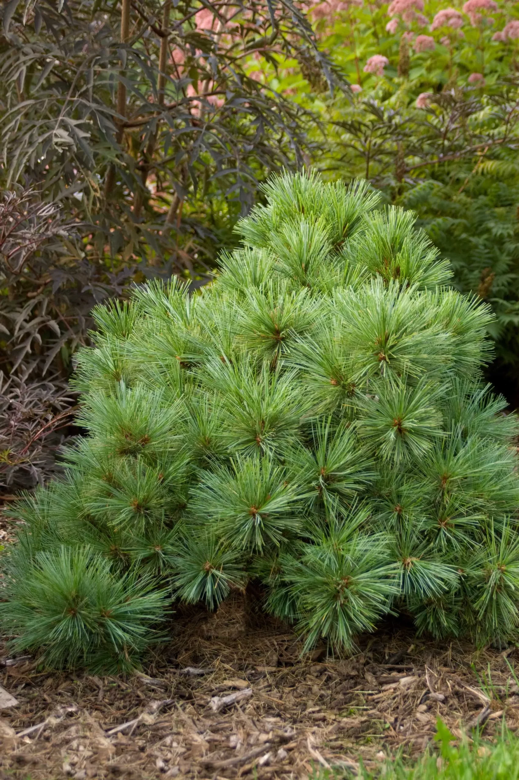Blue Shag White Pine