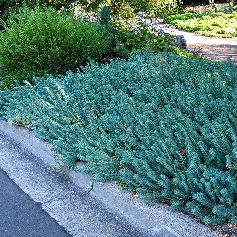 ‘Blue Spruce’ Stonecrop (Sedum)