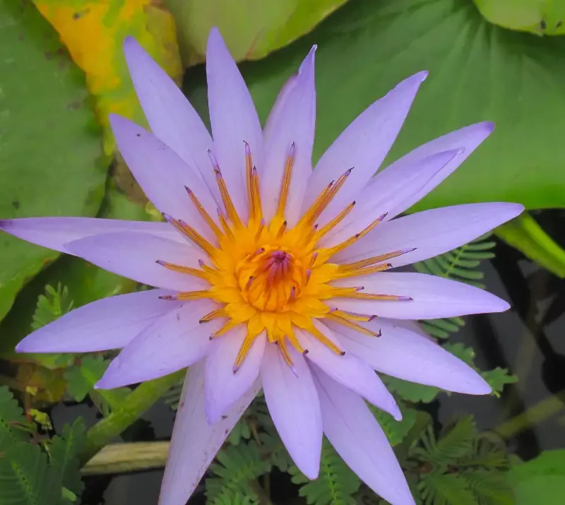 Blue Star - Day Blooming Tropical Lily