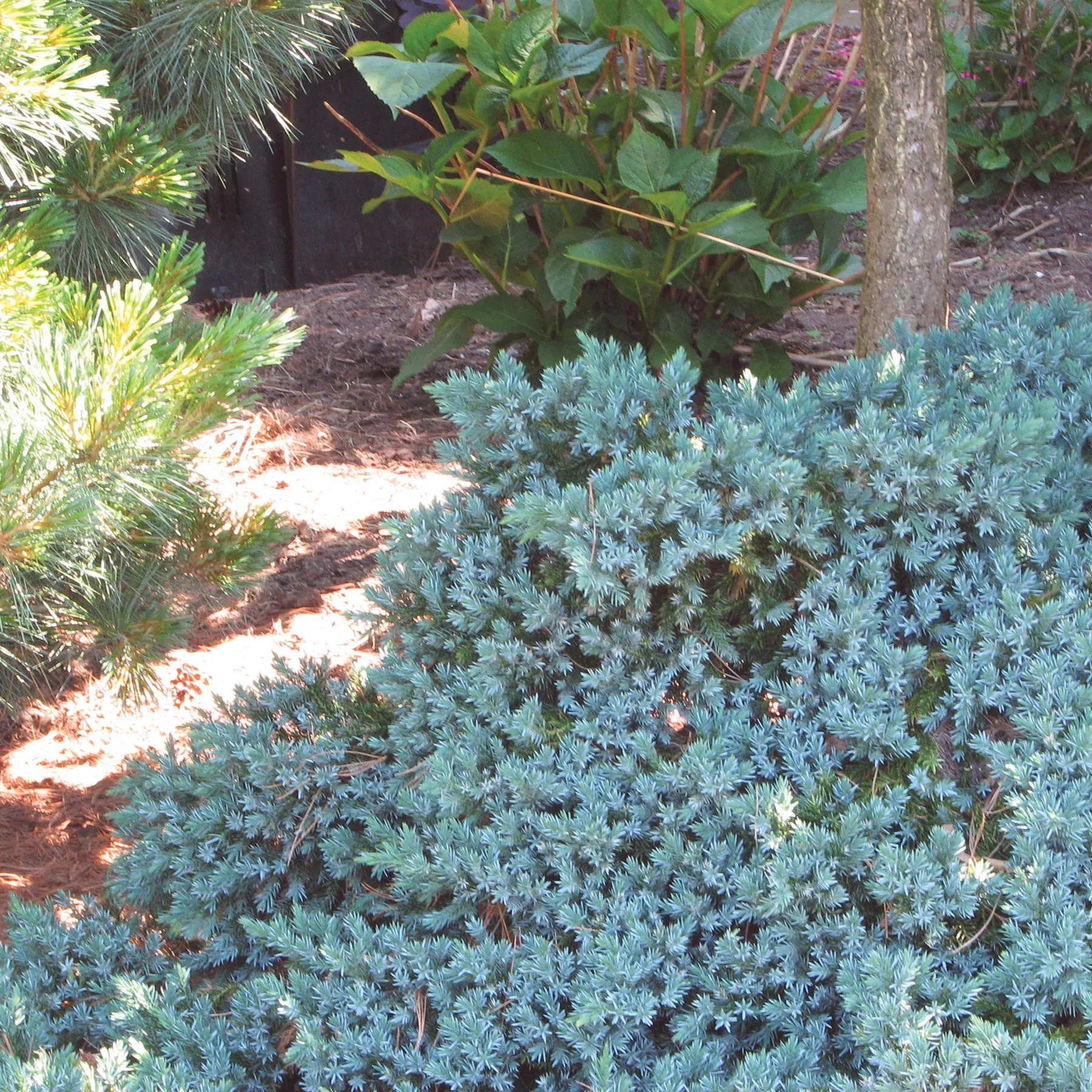 Blue Star Juniper