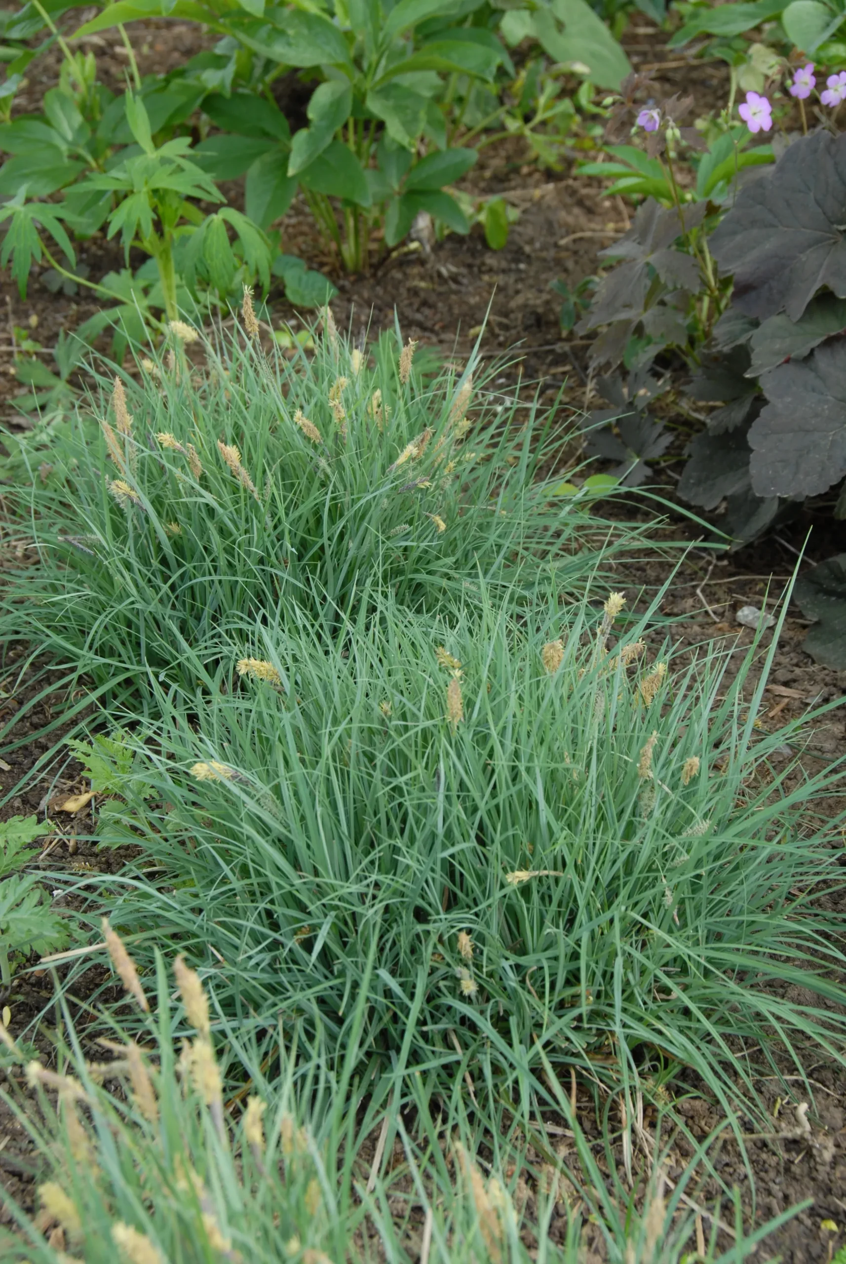 ‘Blue Zinger’ Sedge