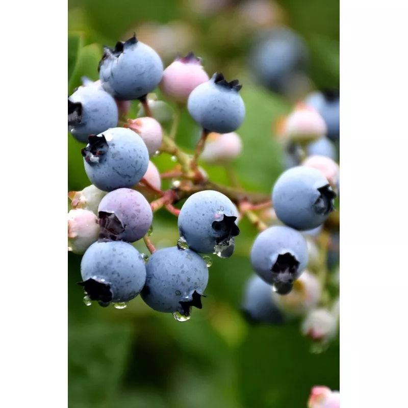 Blueberry, Bluecrop