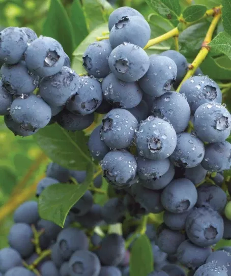 Blueberry, Duke