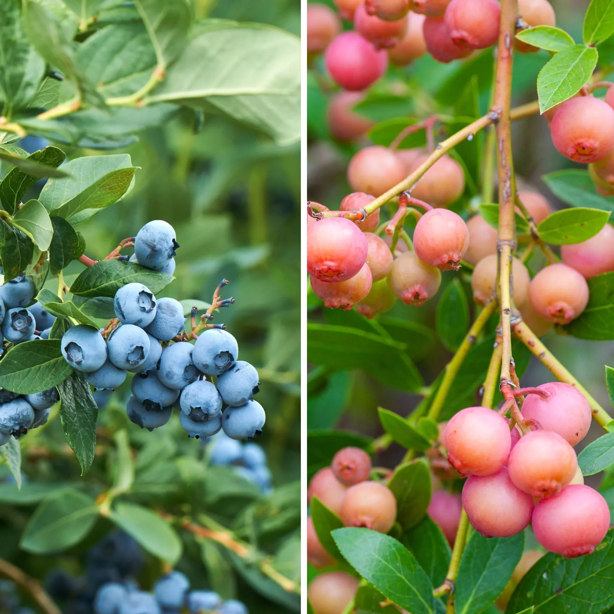Blueberry Duo Collection Potted Plants