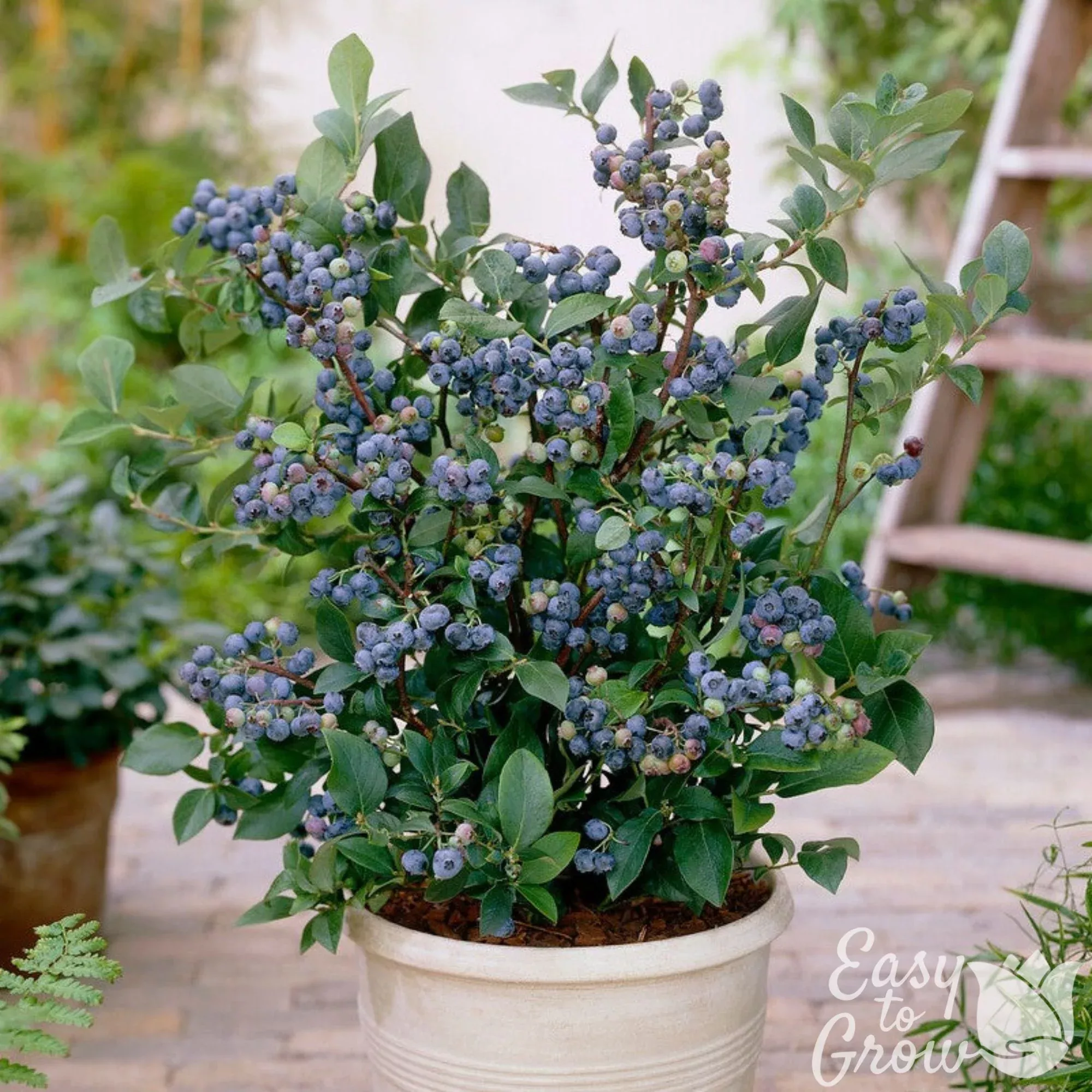 Blueberry Elliott Potted Plant