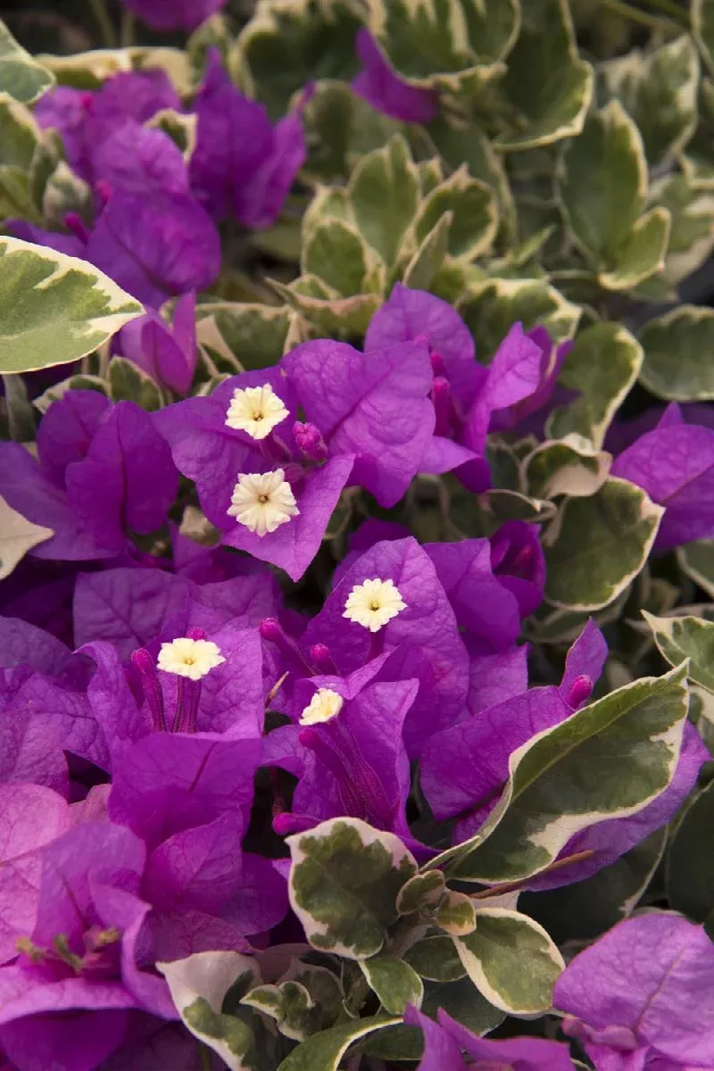 Blueberry Ice Bougainvillea