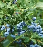 Blueberry, Jersey