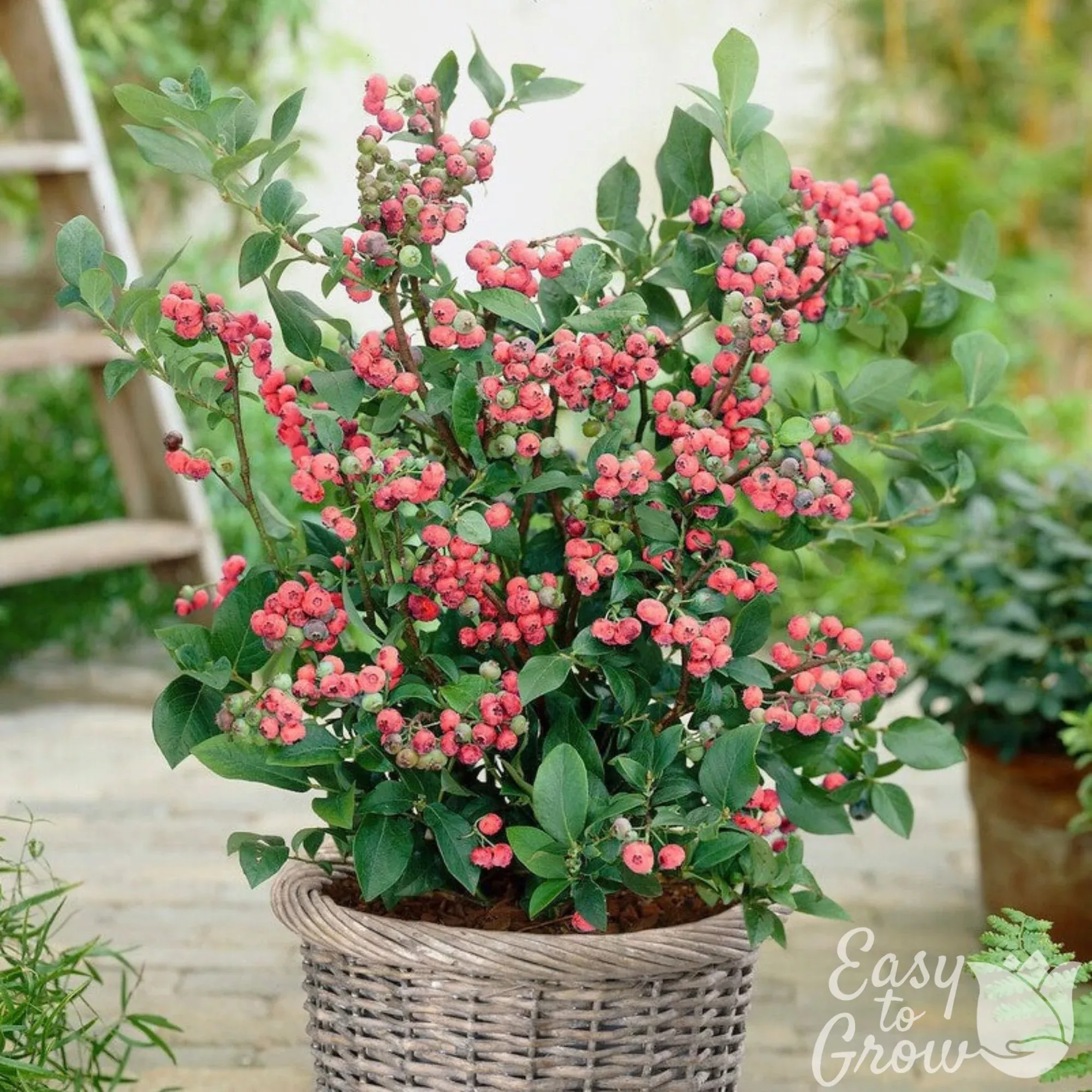 Blueberry Pink Lemonade Potted Plant