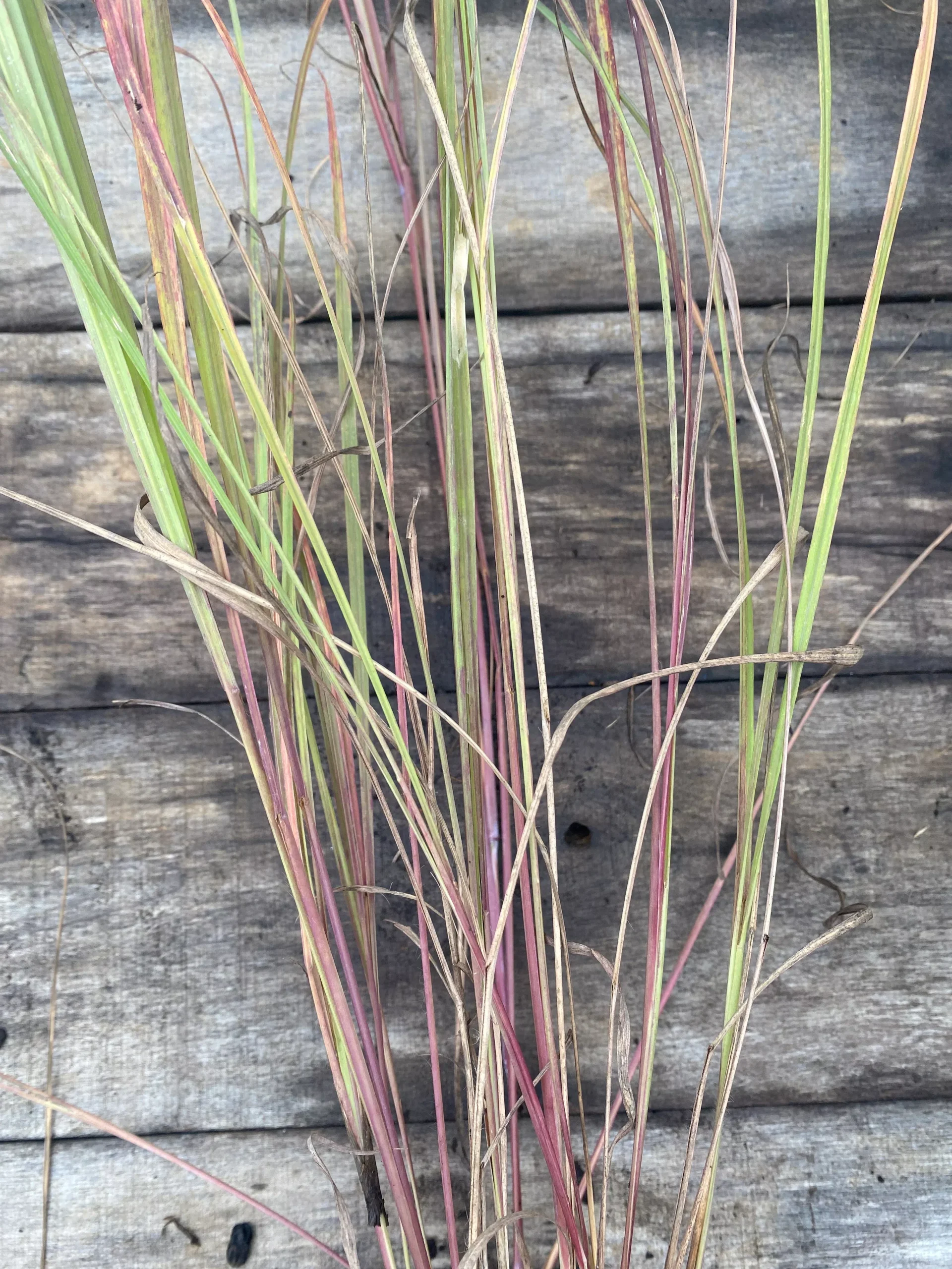 Bluestem, Big