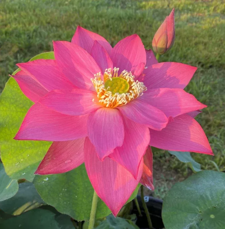 Bold Protector Lotus
