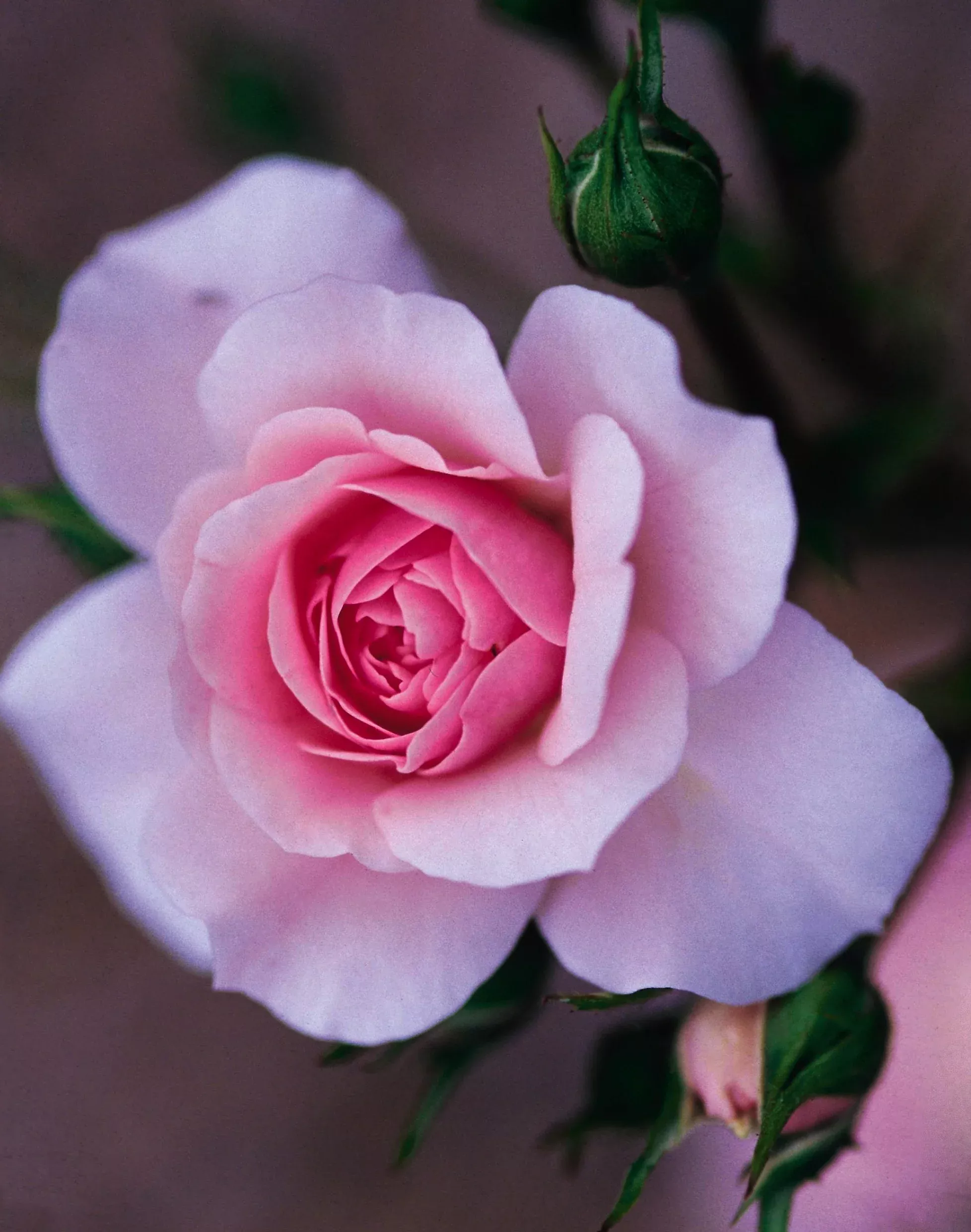Bonica Rose