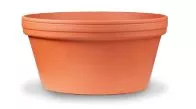 Bonsai Cactus Pot