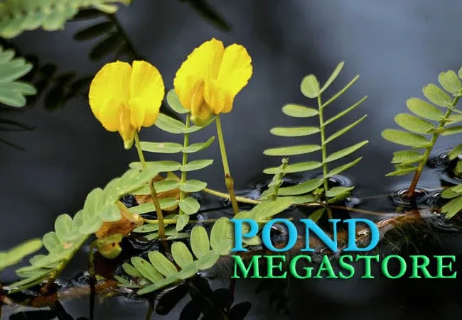 Botswana Wonder (Aeschynomene Fluitans)