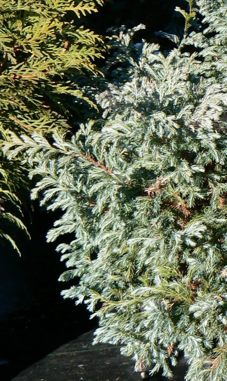 Boulevard Falsecypress