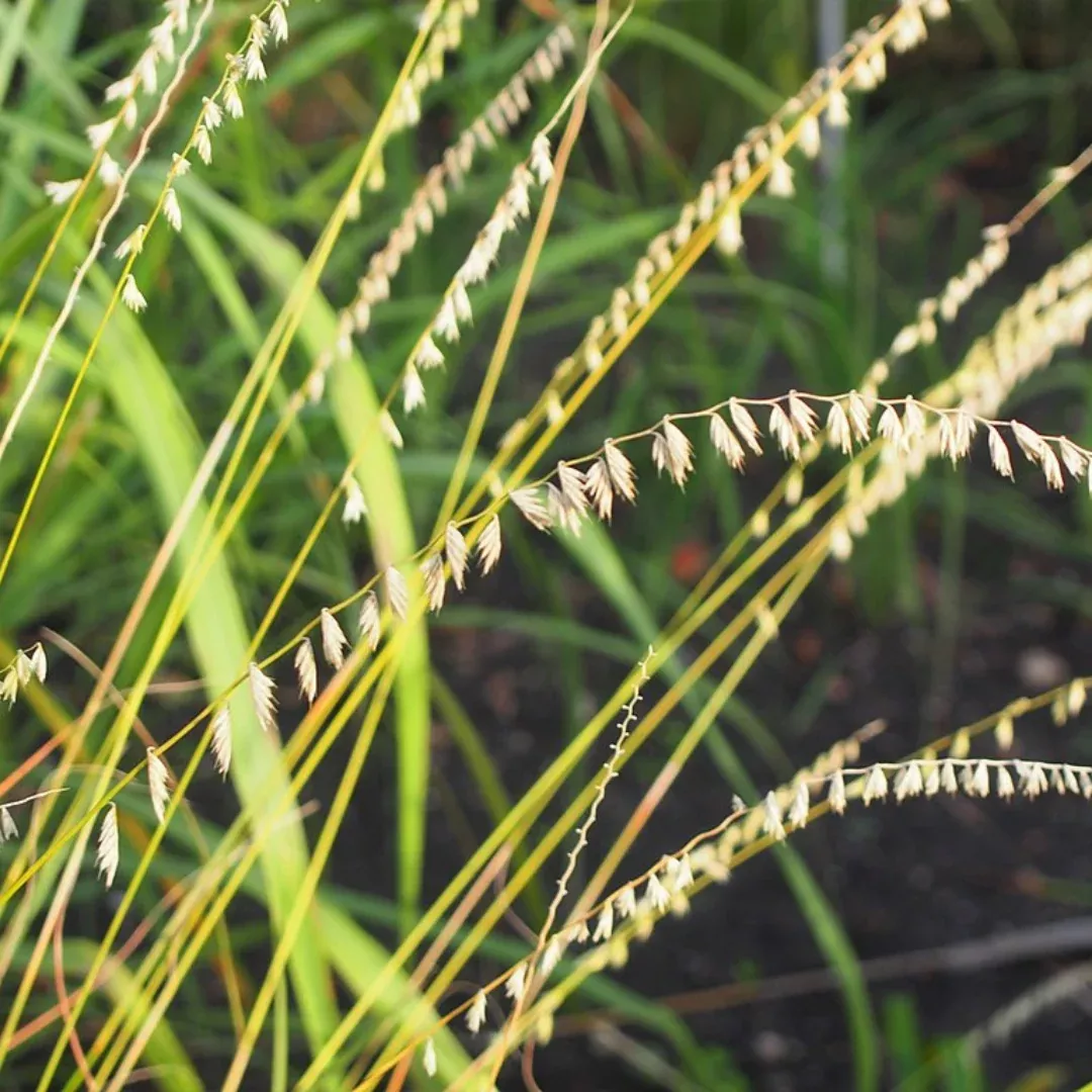 Bouteloua curtipendula