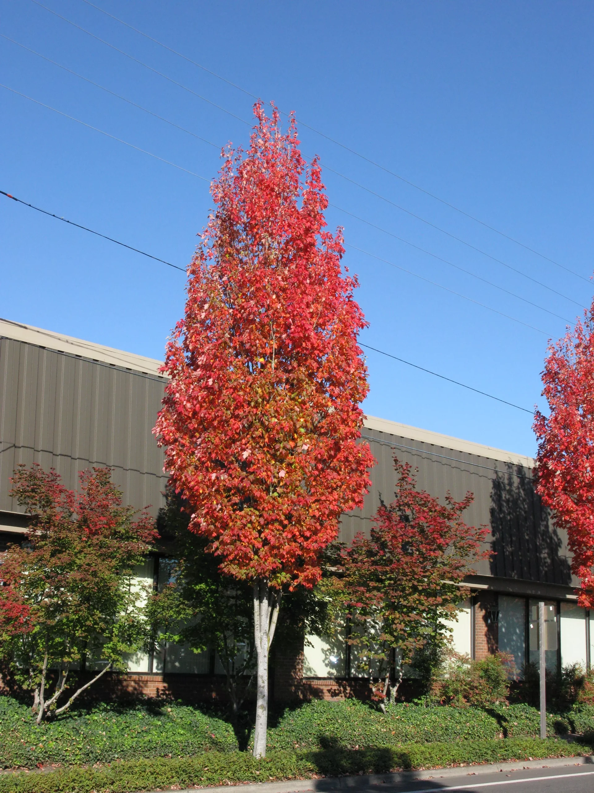 Bowhall Maple
