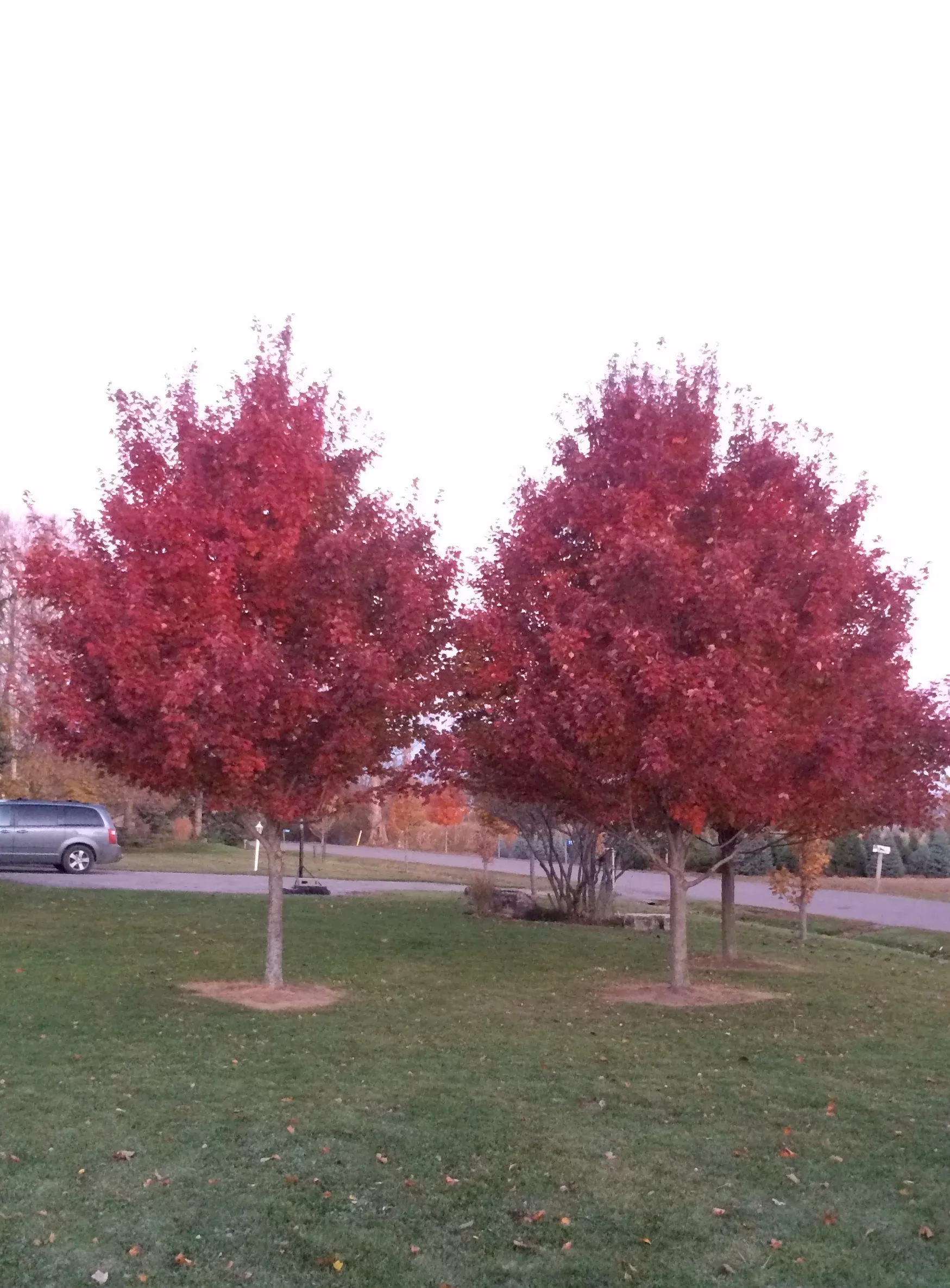 Brandywine Maple