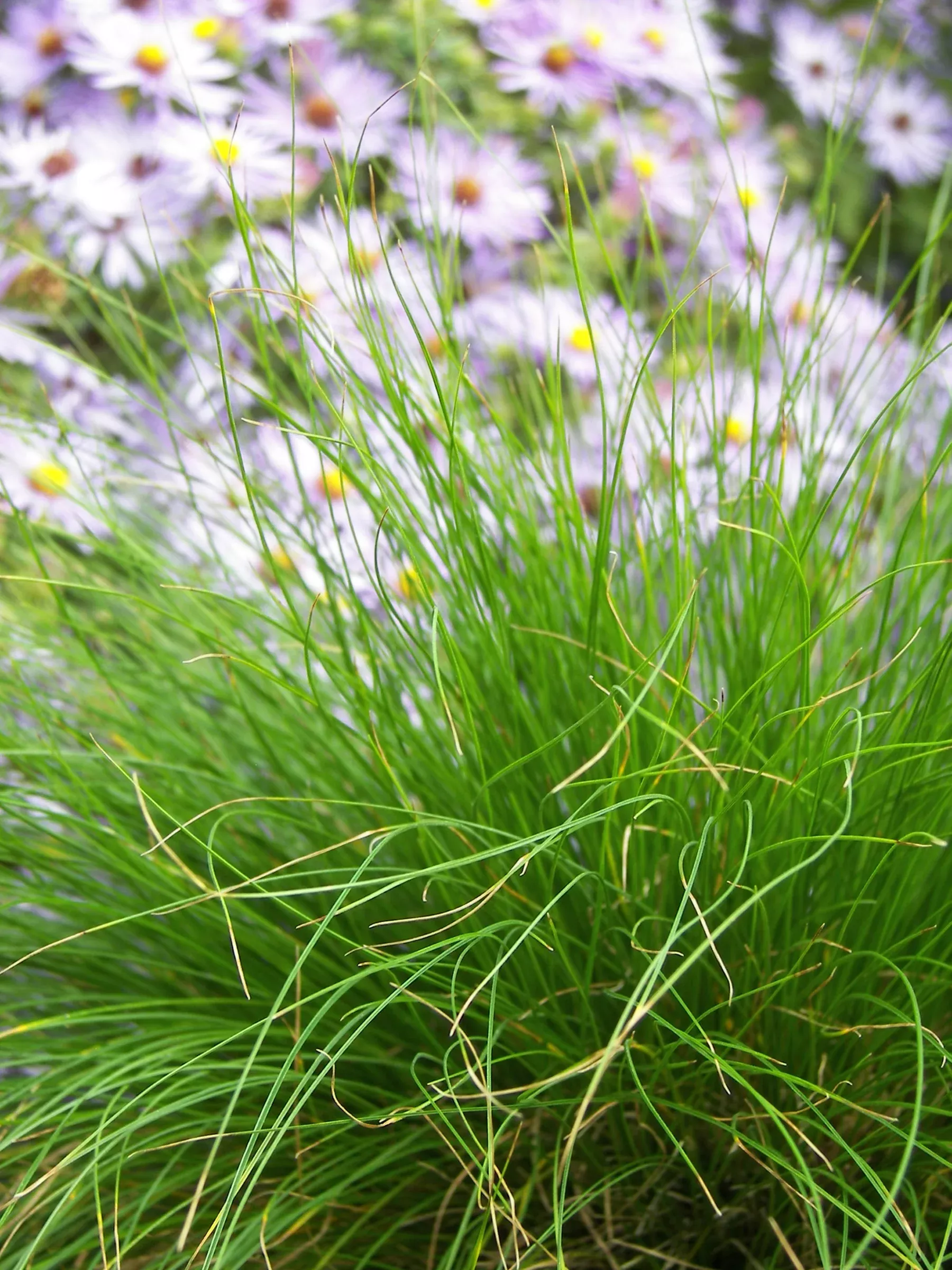 Bristle-leaf Sedge