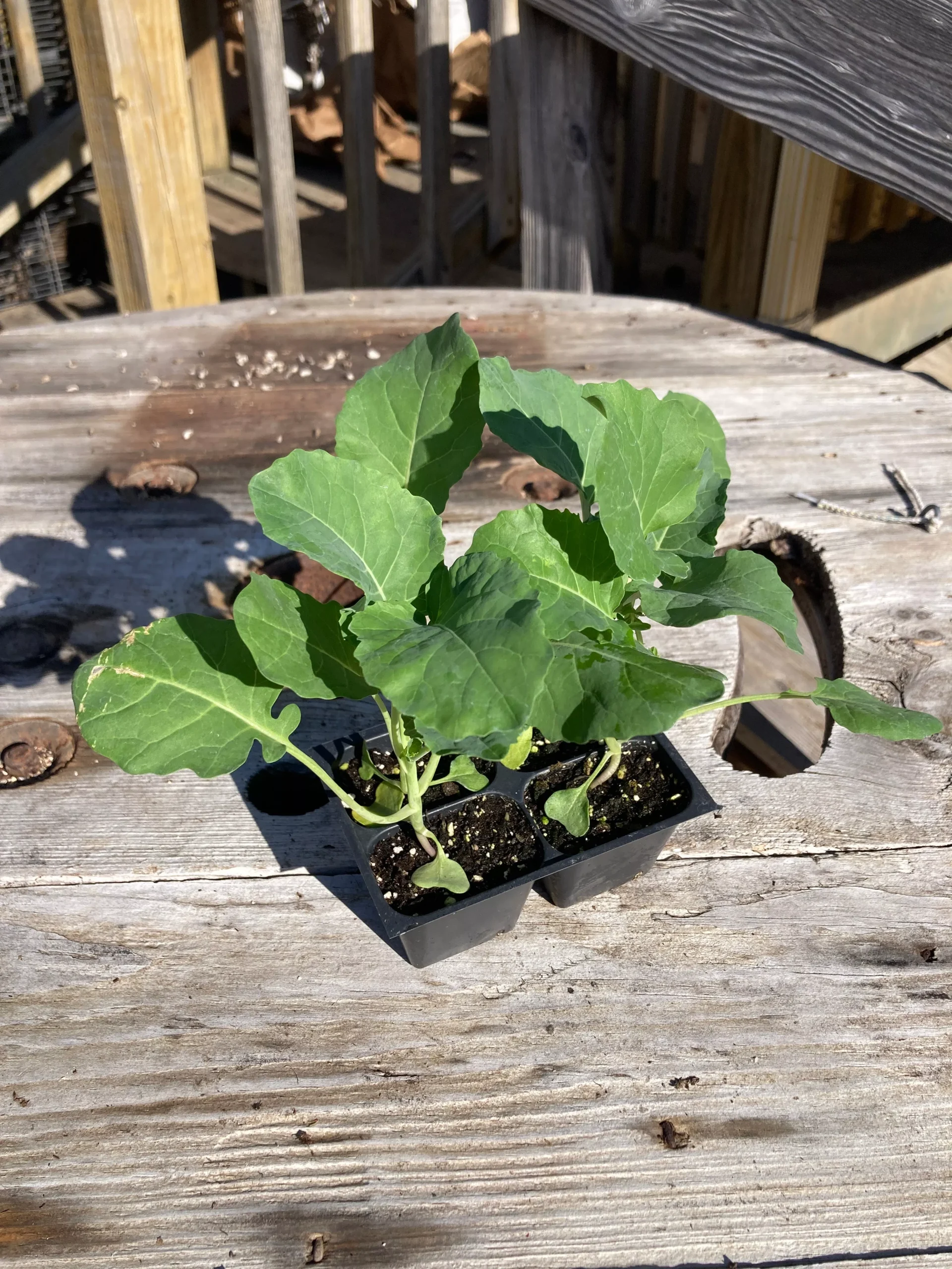 Broccoli, Belstar F1