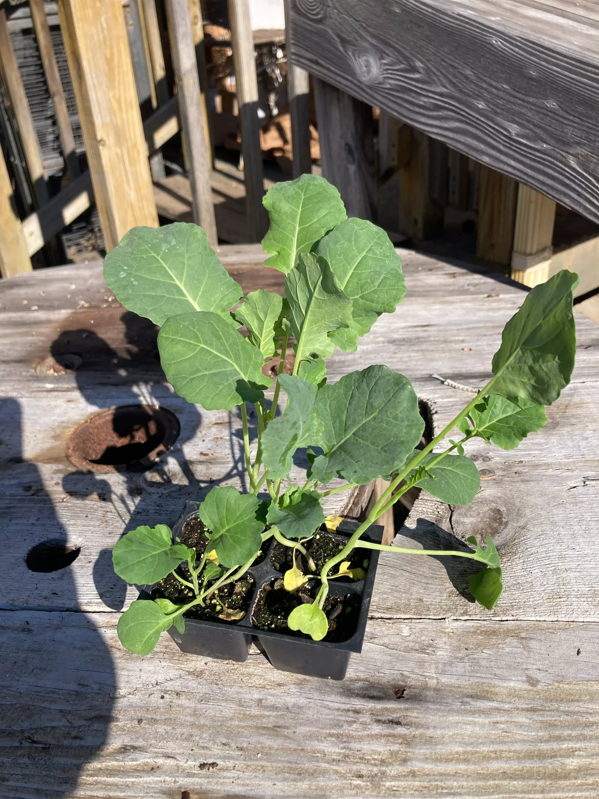 Broccoli, Di Cicco
