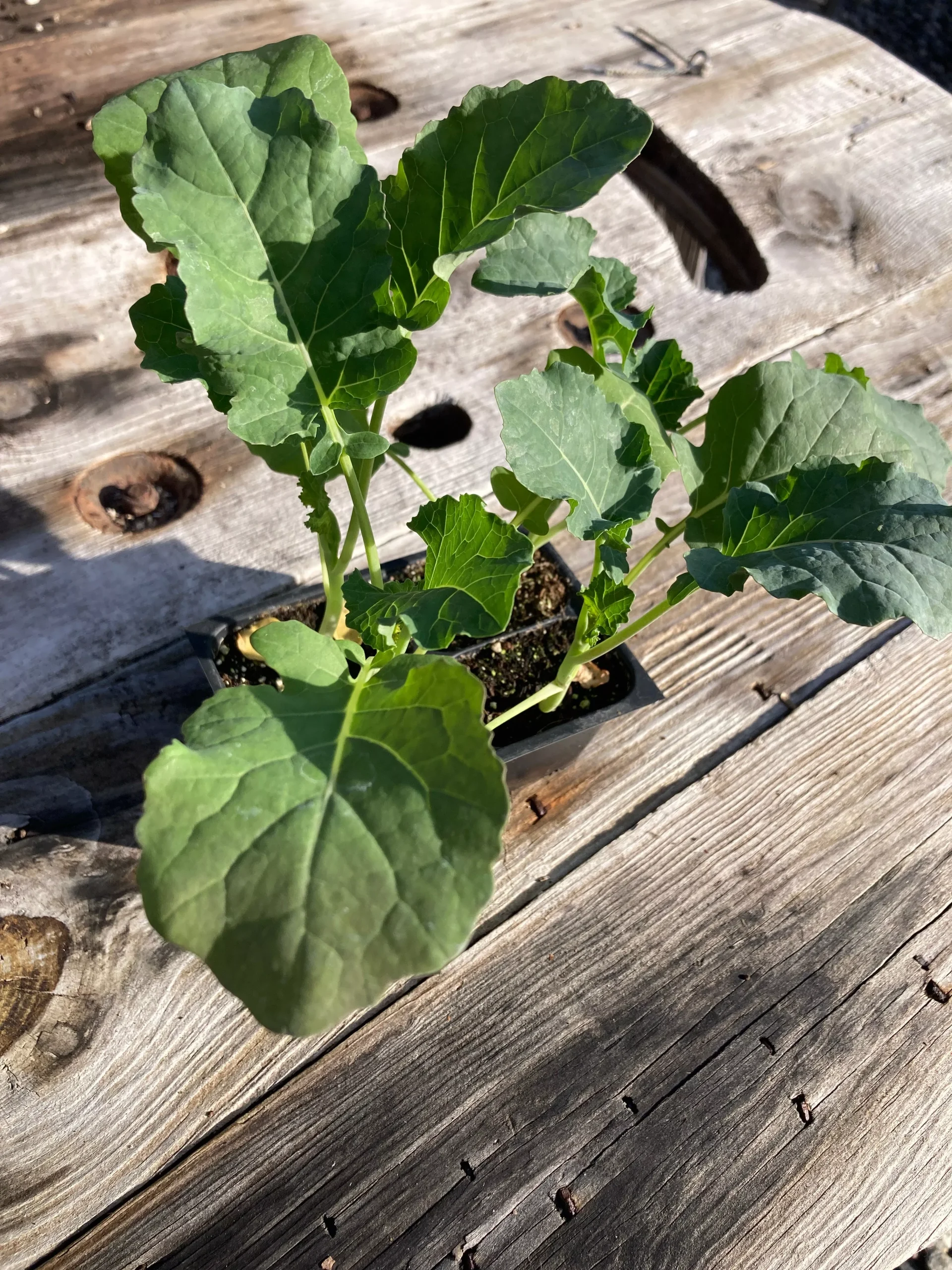 Broccoli, Green Magic F1