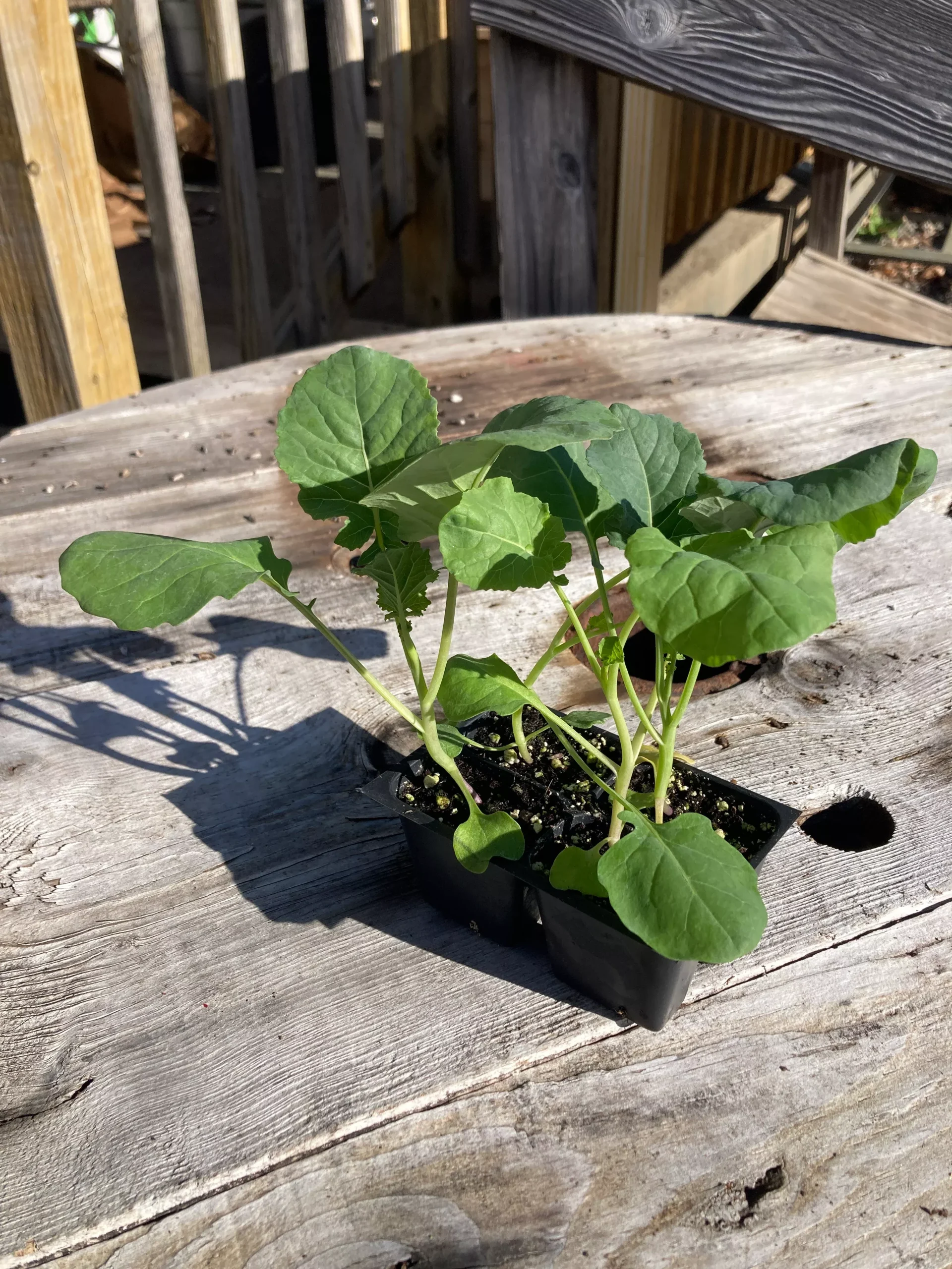 Broccoli, Solstice