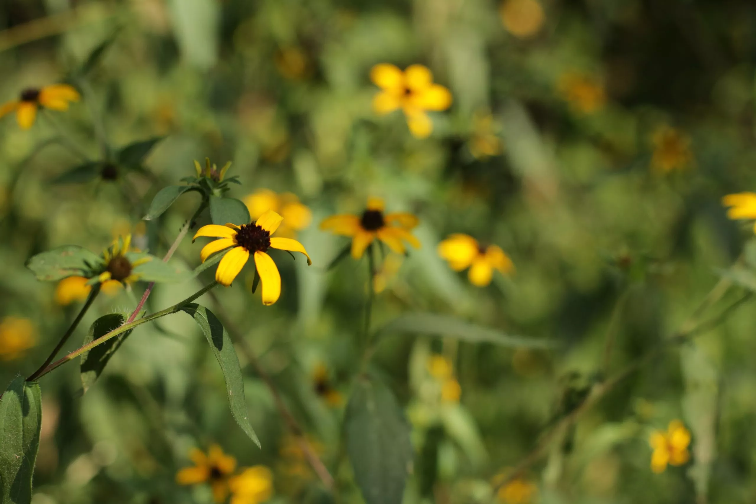 Brown Eyed Susan