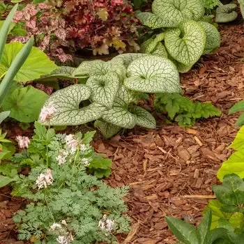 Brunnera 'Jack of Diamonds'