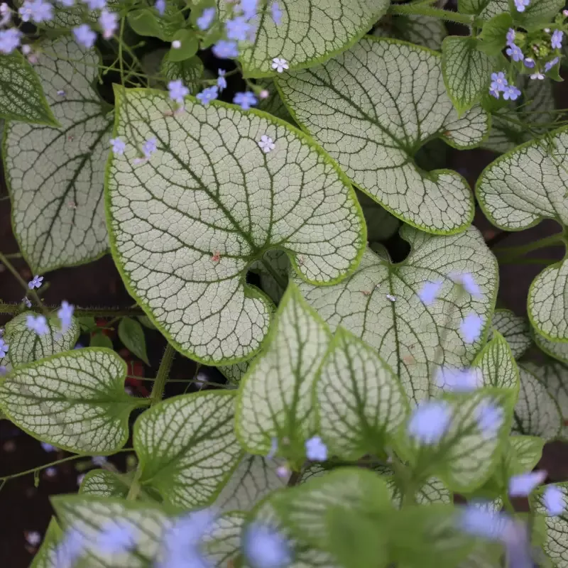 Brunnera 'Jack Frost'