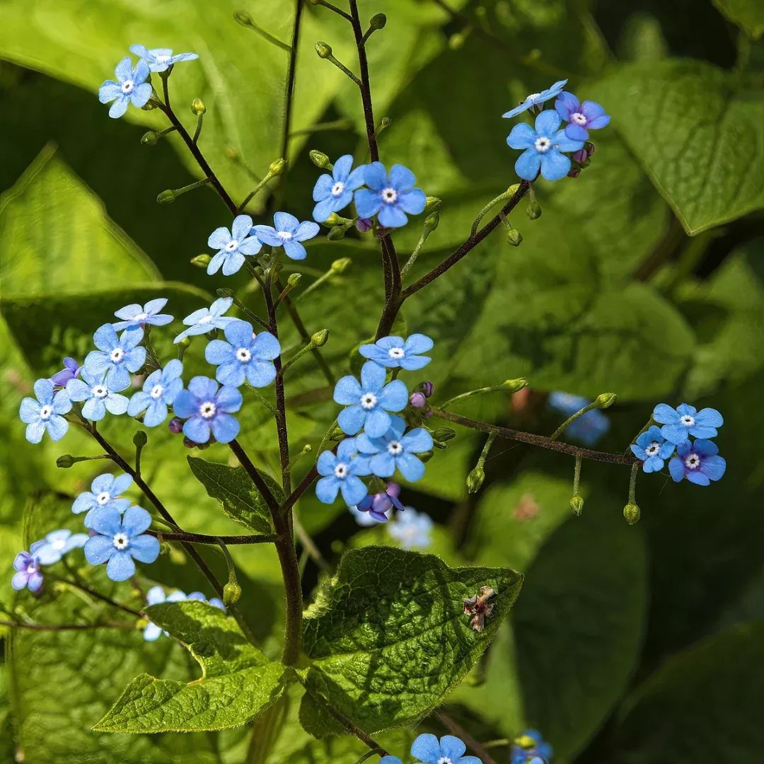 Brunnera macrophylla