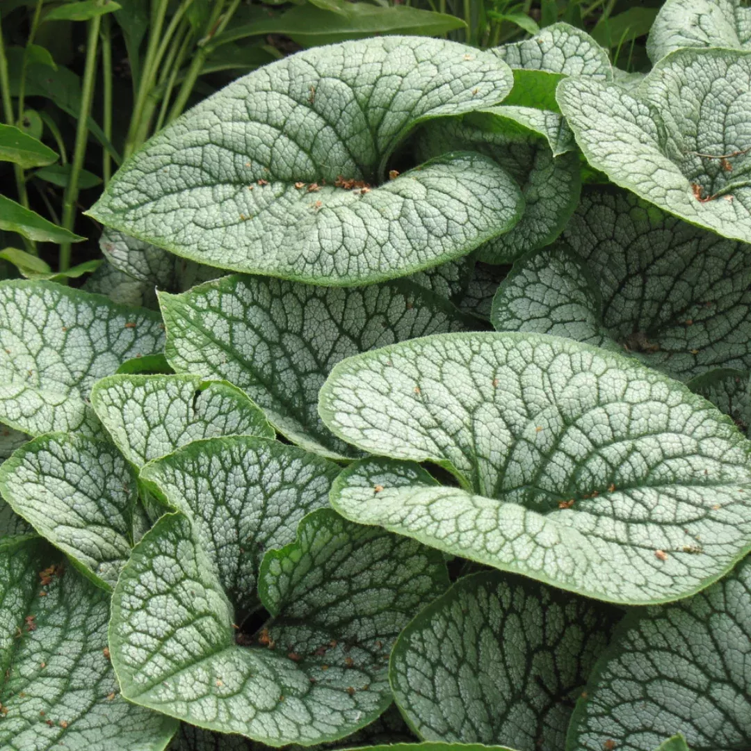 Brunnera 'Sea Heart'