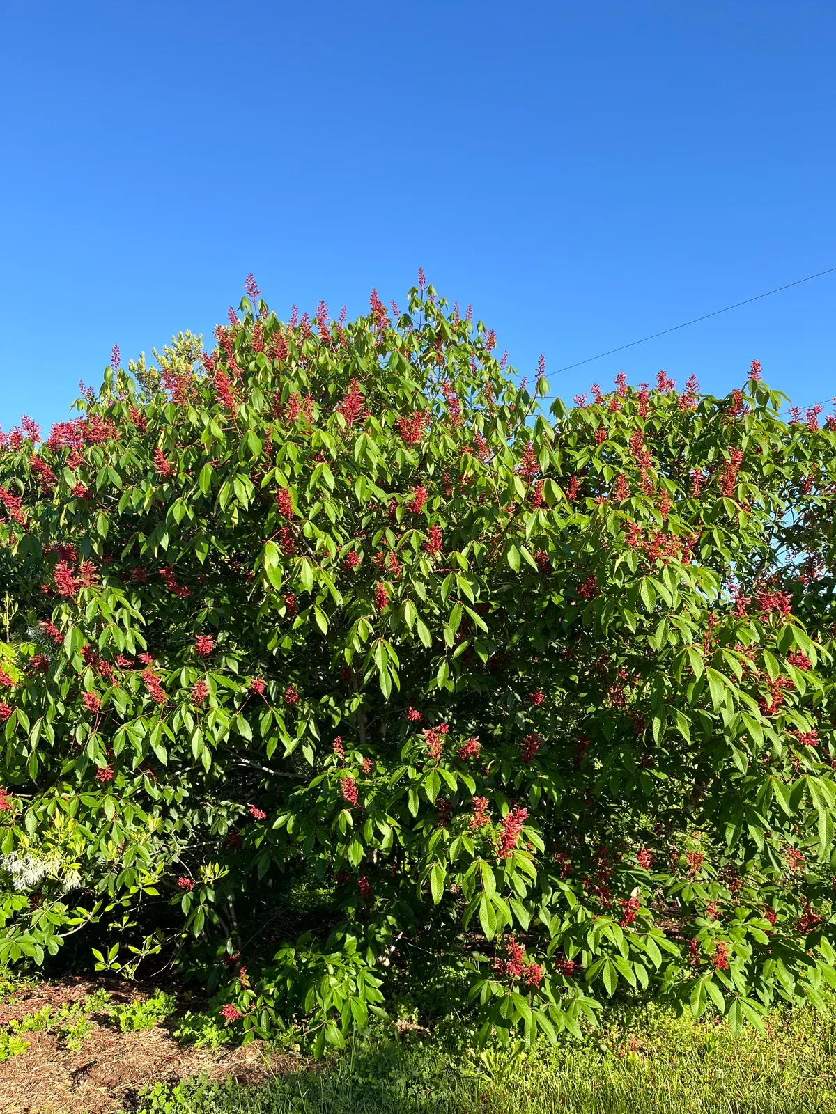 Buckeye Tree