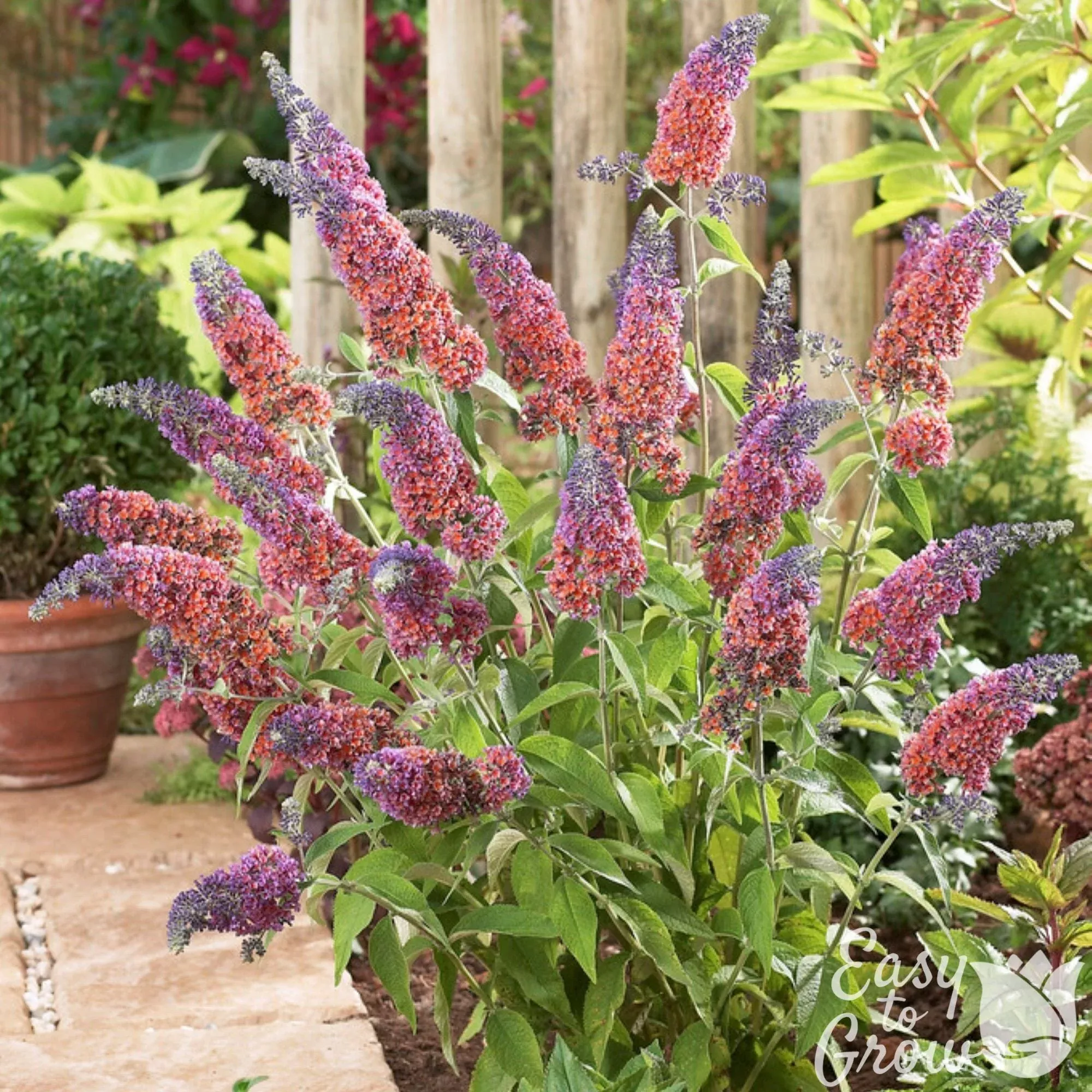 Buddleia - Butterfly Bush Bicolor