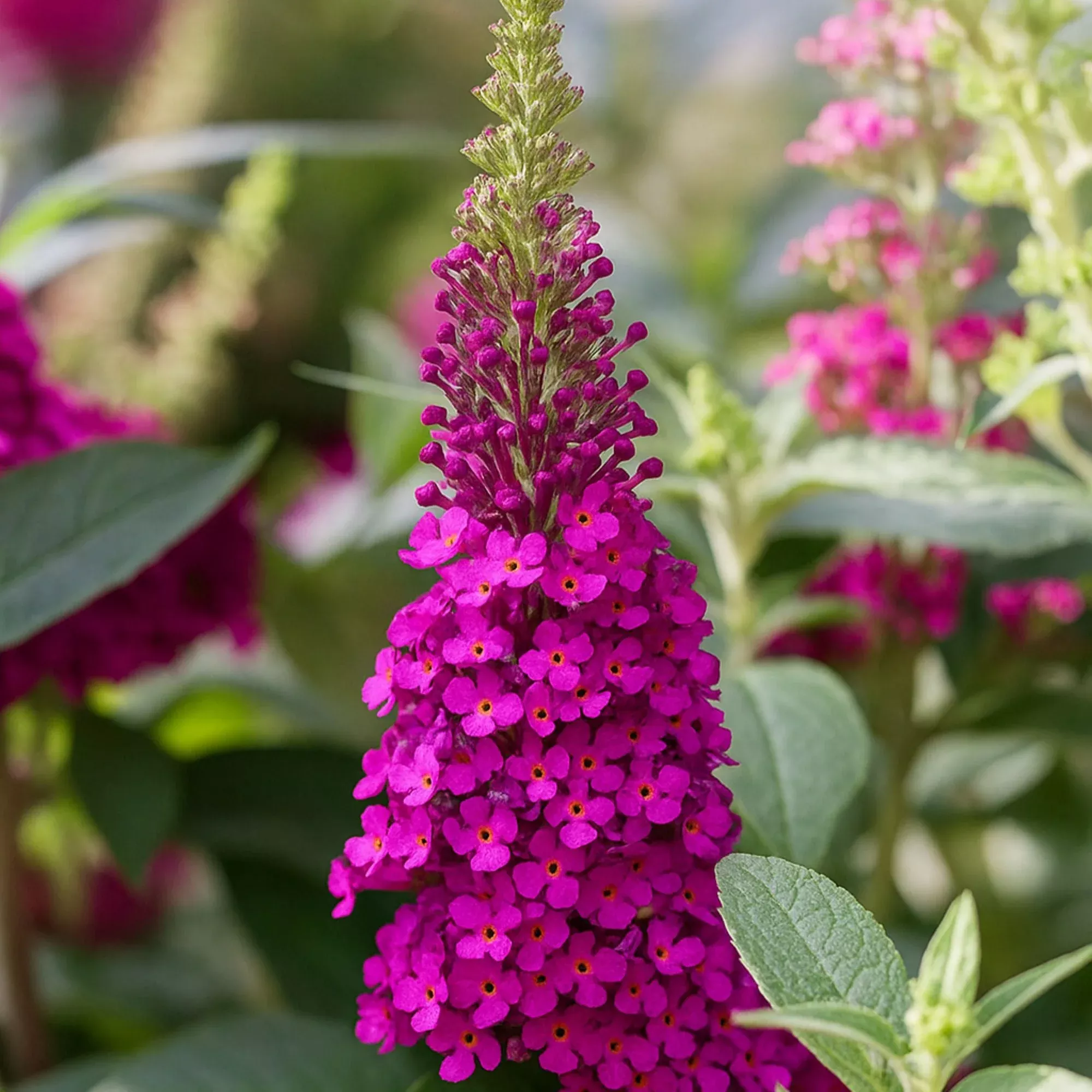 Buddleia - Butterfly Bush Buzz Hot Raspberry