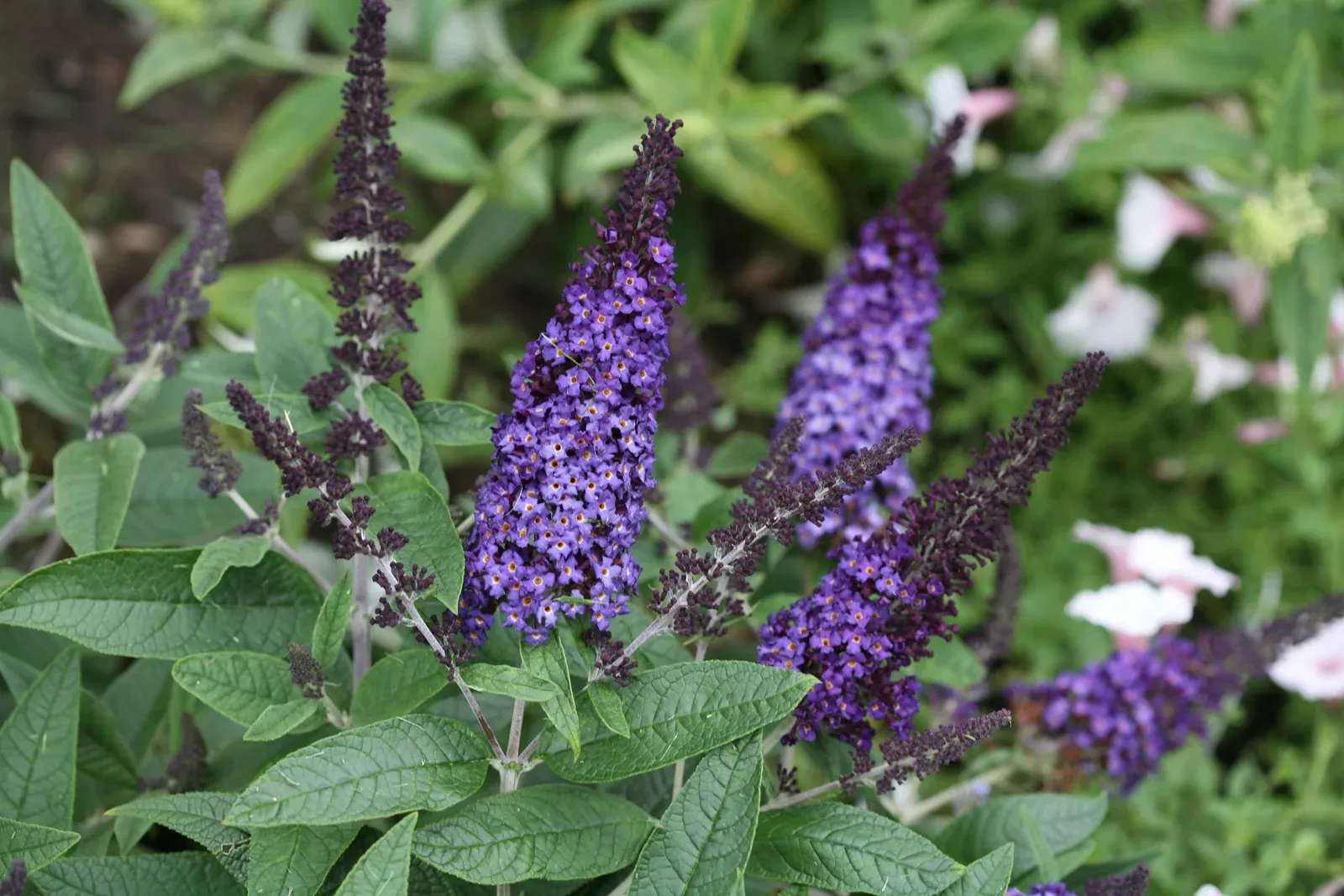 Buddleia Pugster Blue PW#1