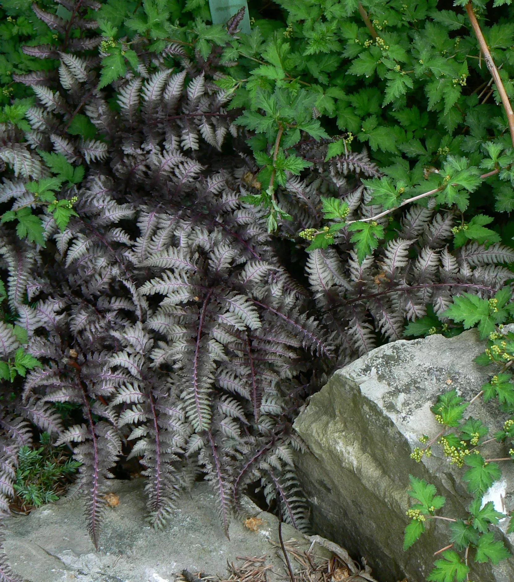 Burgundy Lace Japanese Painted Fern