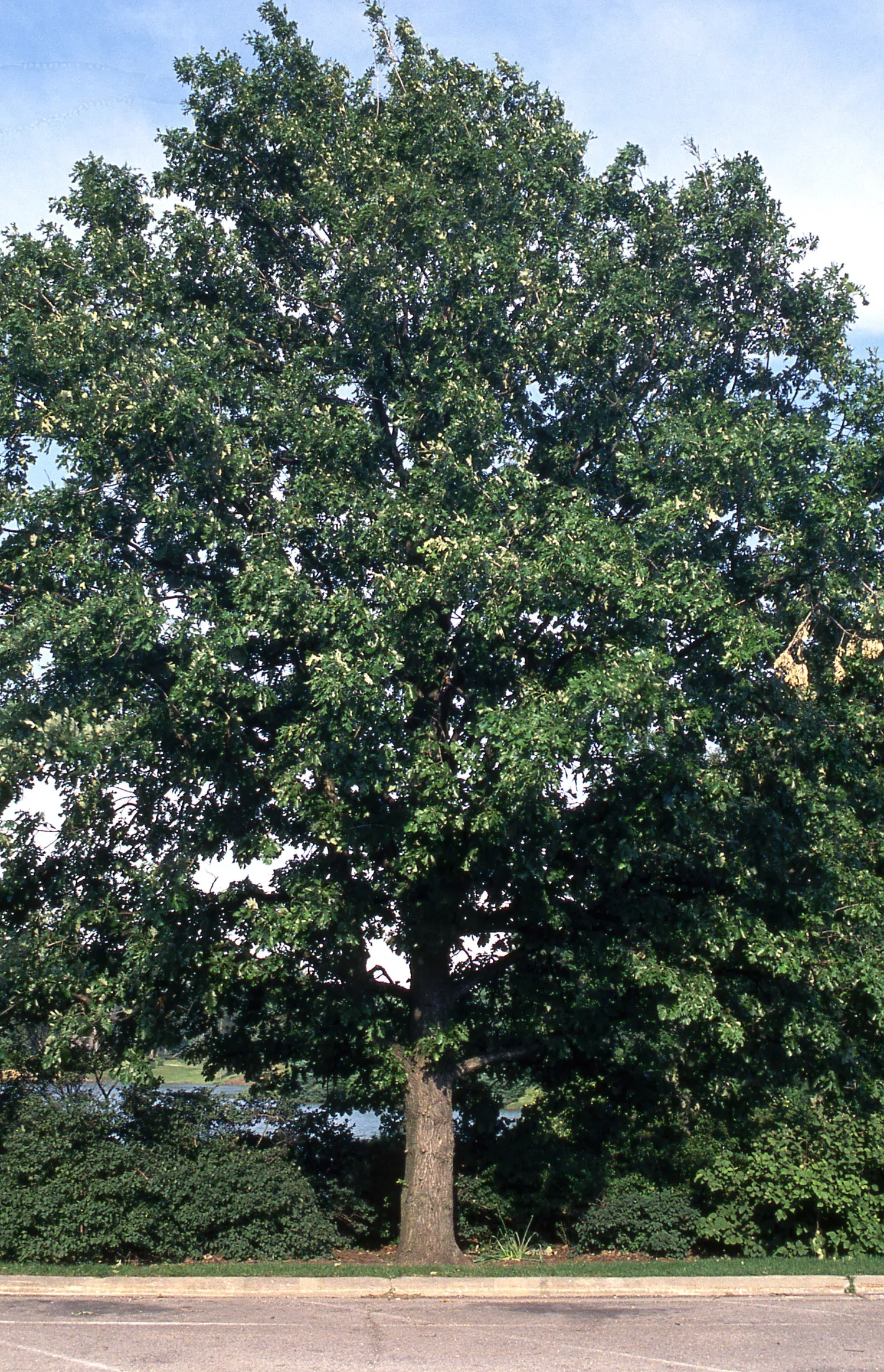 Burr Oak