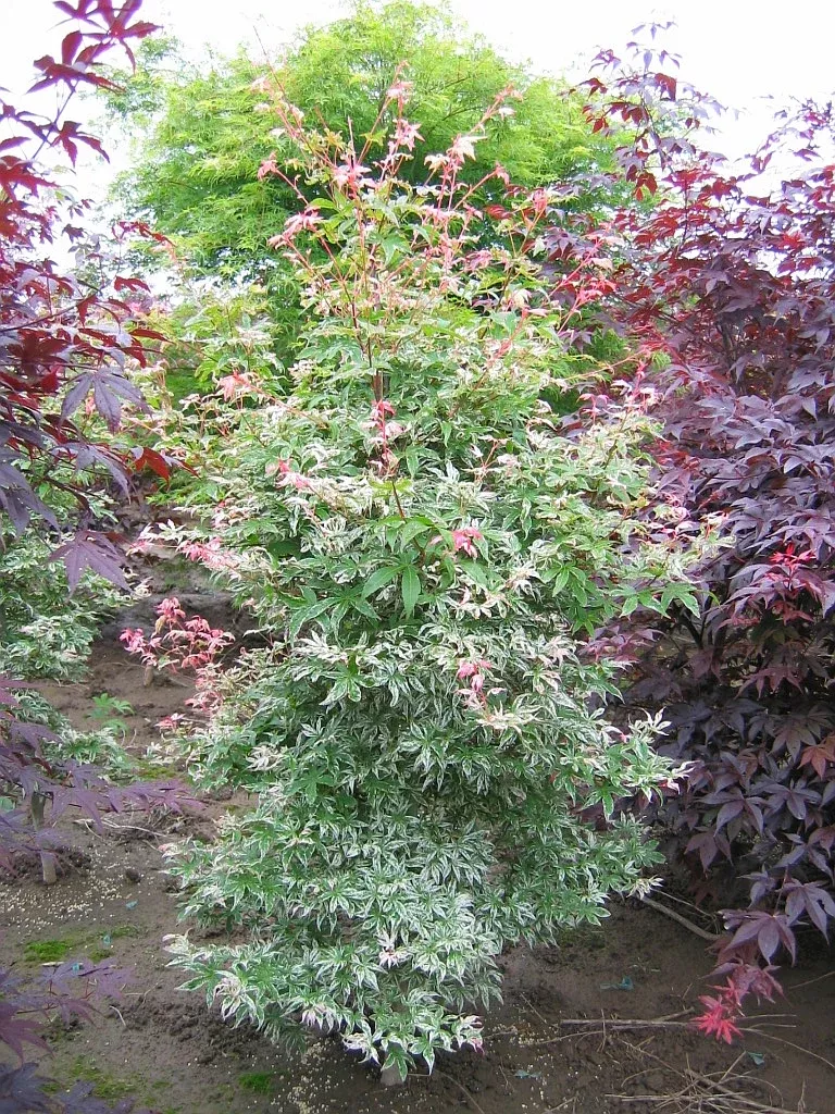 Butterfly Japanese Maple